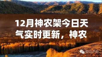 神農(nóng)架深處寶藏揭秘，12月天氣與小巷特色小店的奇妙交融