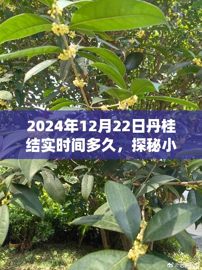 探秘小巷深處的丹桂香，丹桂結(jié)實時間與一家特色小店的隱藏時光