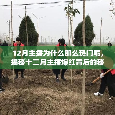 揭秘十二月主播爆紅的秘密，為何冬季成為主播的熱門焦點？