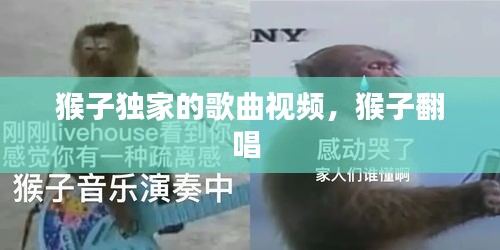猴子獨家的歌曲視頻，猴子翻唱 