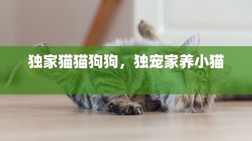 獨(dú)家貓貓狗狗，獨(dú)寵家養(yǎng)小貓 