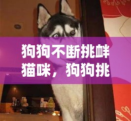 狗狗不斷挑釁貓咪，狗狗挑釁的動(dòng)作 