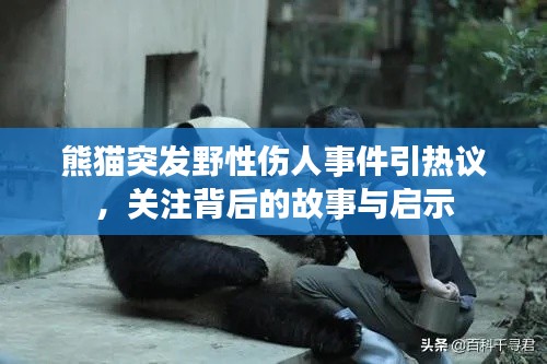 熊貓突發(fā)野性傷人事件引熱議，關(guān)注背后的故事與啟示