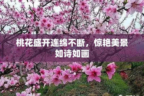 桃花盛開連綿不斷，驚艷美景如詩如畫
