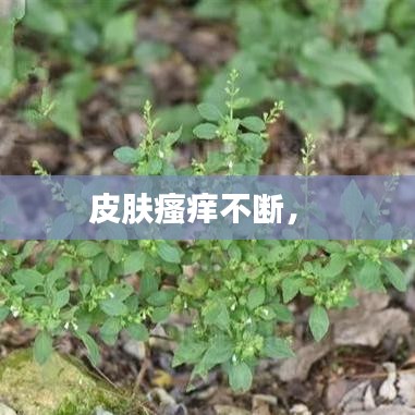 皮膚瘙癢不斷， 