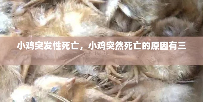 小雞突發(fā)性死亡，小雞突然死亡的原因有三 