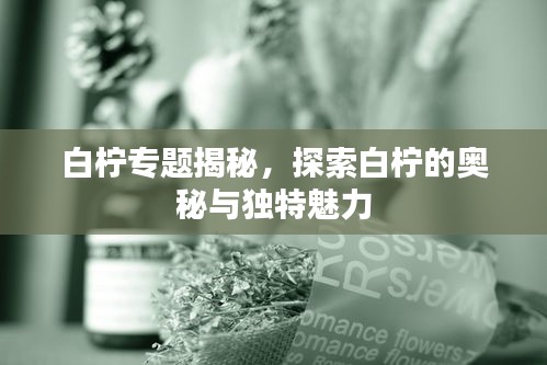 白檸專題揭秘，探索白檸的奧秘與獨特魅力