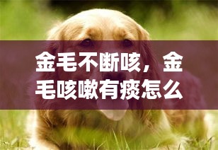 金毛不斷咳，金毛咳嗽有痰怎么治療 