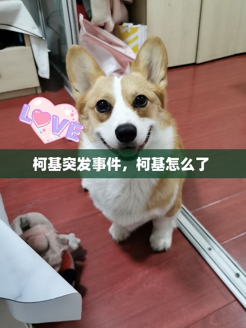 柯基突發(fā)事件，柯基怎么了 