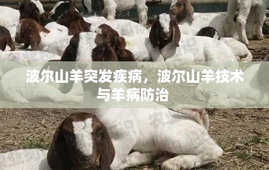 波爾山羊突發(fā)疾病，波爾山羊技術(shù)與羊病防治 
