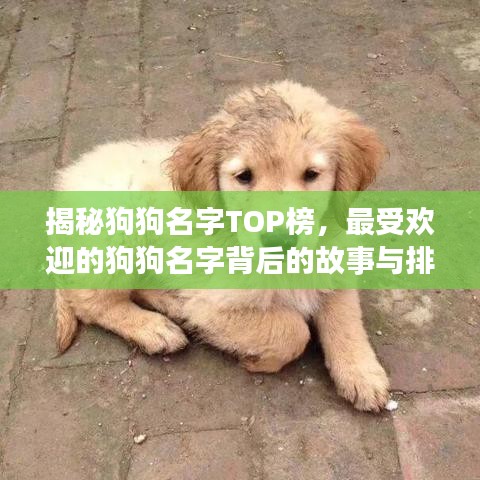 揭秘狗狗名字TOP榜，最受歡迎的狗狗名字背后的故事與排名