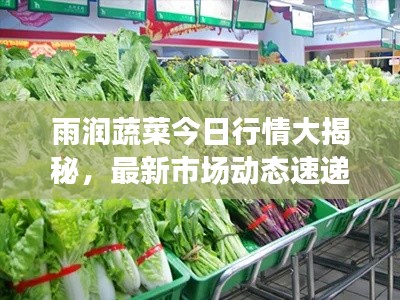 雨潤(rùn)蔬菜今日行情大揭秘，最新市場(chǎng)動(dòng)態(tài)速遞