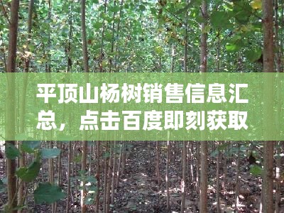 平頂山楊樹銷售信息匯總，點擊百度即刻獲??！