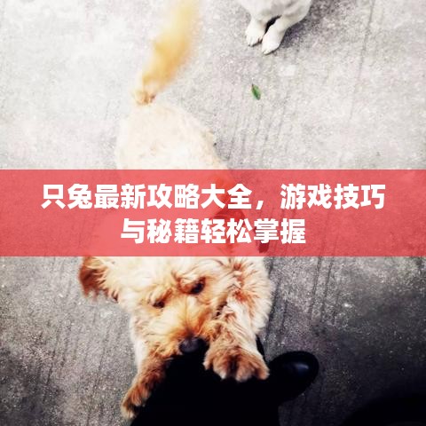 只兔最新攻略大全，游戲技巧與秘籍輕松掌握