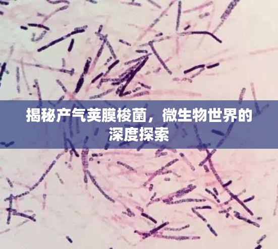 揭秘產氣莢膜梭菌，微生物世界的深度探索