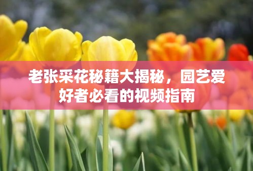 老張采花秘籍大揭秘，園藝愛好者必看的視頻指南