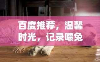 百度推薦，溫馨時光，記錄喂兔子的美好瞬間