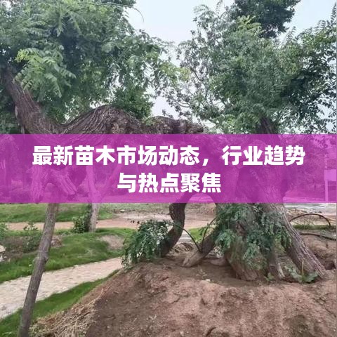 最新苗木市場動態(tài)，行業(yè)趨勢與熱點聚焦