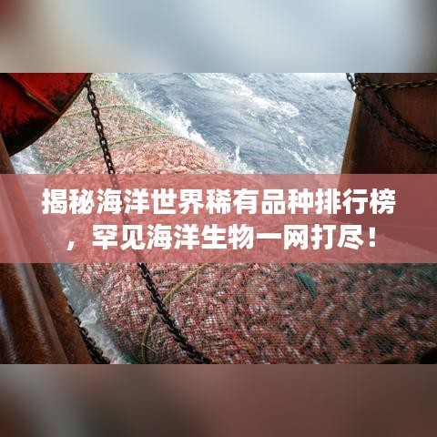 揭秘海洋世界稀有品種排行榜，罕見海洋生物一網(wǎng)打盡！