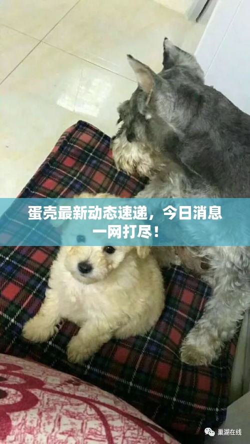 蛋殼最新動態(tài)速遞，今日消息一網(wǎng)打盡！