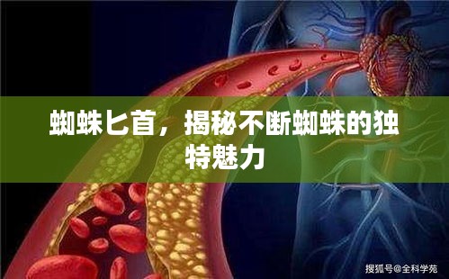 蜘蛛匕首，揭秘不斷蜘蛛的獨特魅力