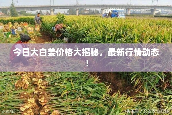 今日大白姜價(jià)格大揭秘，最新行情動(dòng)態(tài)！