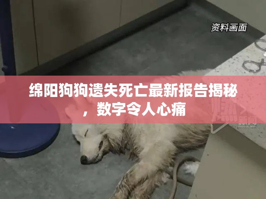 綿陽狗狗遺失死亡最新報告揭秘，數(shù)字令人心痛