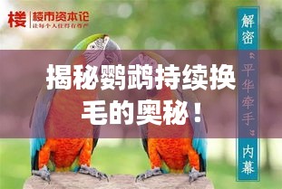 揭秘鸚鵡持續(xù)換毛的奧秘！