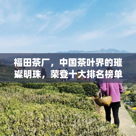 福田茶廠，中國茶葉界的璀璨明珠，榮登十大排名榜單