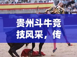 貴州斗牛競技風(fēng)采，傳統(tǒng)運(yùn)動的榮耀與傳承，世界排名揭曉！