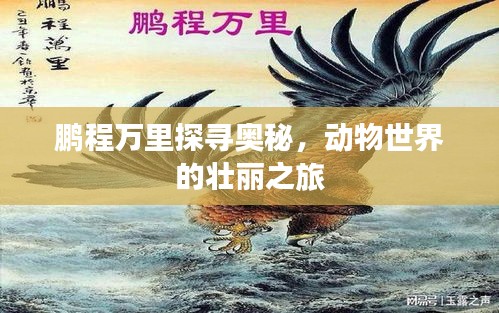 鵬程萬里探尋奧秘，動(dòng)物世界的壯麗之旅