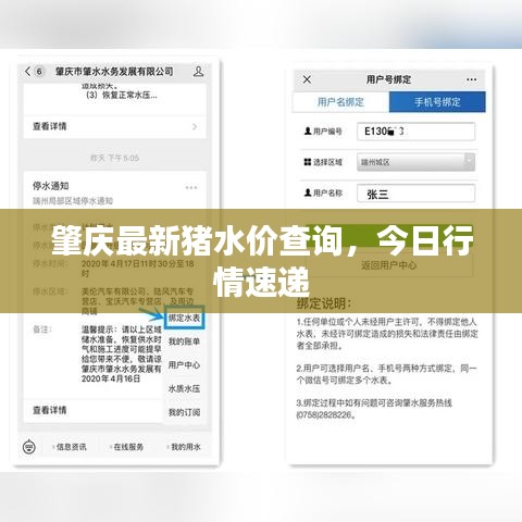 肇慶最新豬水價(jià)查詢，今日行情速遞