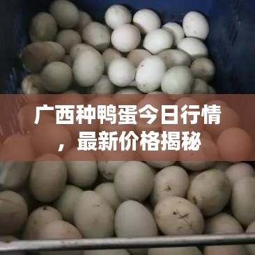 廣西種鴨蛋今日行情，最新價(jià)格揭秘