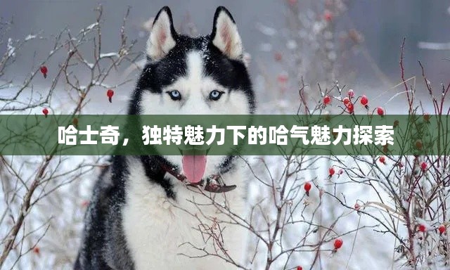 哈士奇，獨(dú)特魅力下的哈氣魅力探索