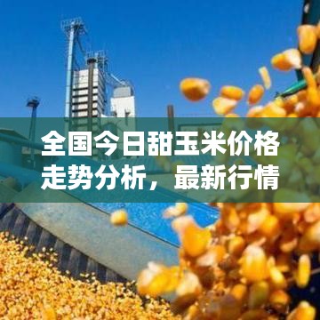 全國今日甜玉米價格走勢分析，最新行情概覽