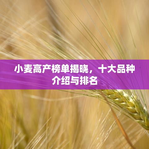 小麥高產(chǎn)榜單揭曉，十大品種介紹與排名