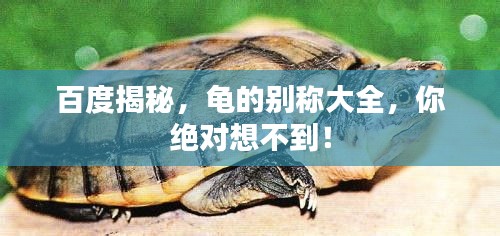 百度揭秘，龜?shù)膭e稱大全，你絕對(duì)想不到！