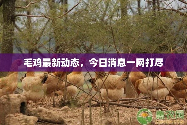 毛雞最新動態(tài)，今日消息一網(wǎng)打盡