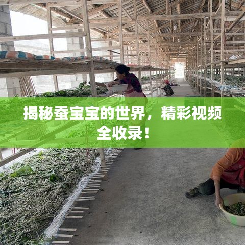 揭秘蠶寶寶的世界，精彩視頻全收錄！