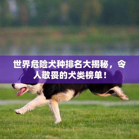 世界危險(xiǎn)犬種排名大揭秘，令人敬畏的犬類榜單！