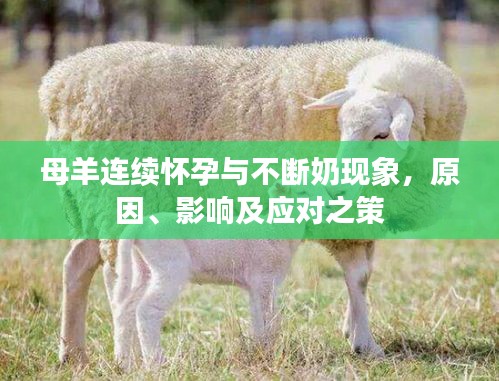 母羊連續(xù)懷孕與不斷奶現(xiàn)象，原因、影響及應對之策