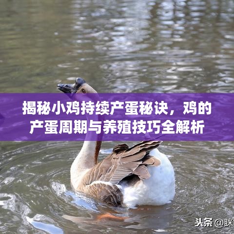 揭秘小雞持續(xù)產(chǎn)蛋秘訣，雞的產(chǎn)蛋周期與養(yǎng)殖技巧全解析