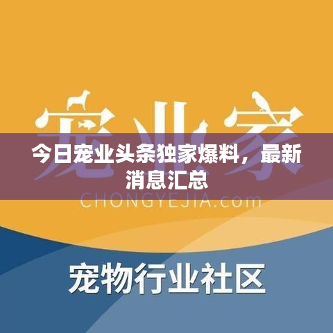 今日寵業(yè)頭條獨家爆料，最新消息匯總