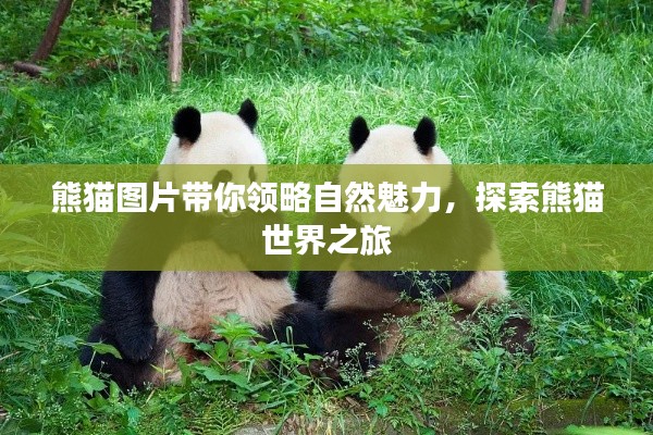 熊貓圖片帶你領(lǐng)略自然魅力，探索熊貓世界之旅