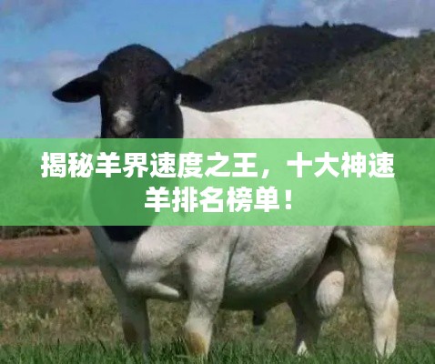 揭秘羊界速度之王，十大神速羊排名榜單！
