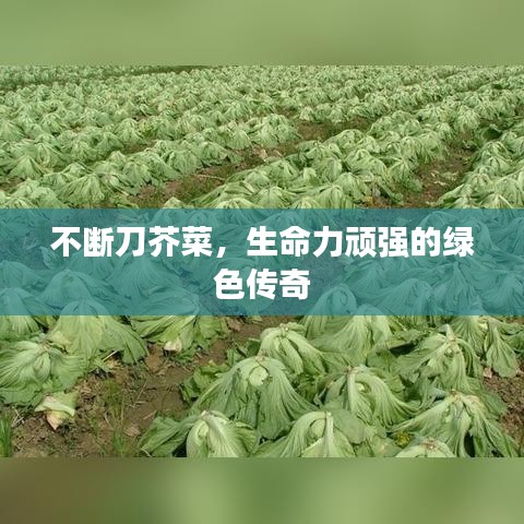 不斷刀芥菜，生命力頑強的綠色傳奇