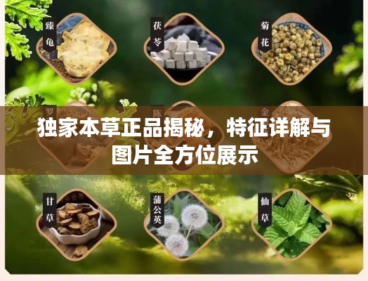 獨(dú)家本草正品揭秘，特征詳解與圖片全方位展示