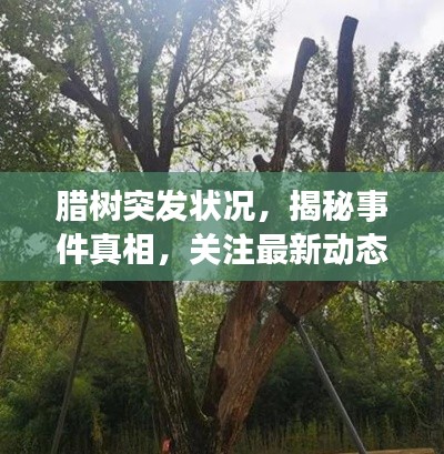 臘樹(shù)突發(fā)狀況，揭秘事件真相，關(guān)注最新動(dòng)態(tài)
