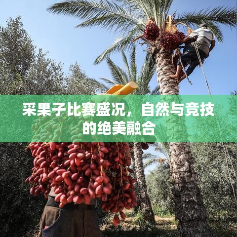 采果子比賽盛況，自然與競技的絕美融合
