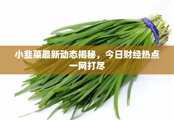 小韭菜最新動(dòng)態(tài)揭秘，今日財(cái)經(jīng)熱點(diǎn)一網(wǎng)打盡